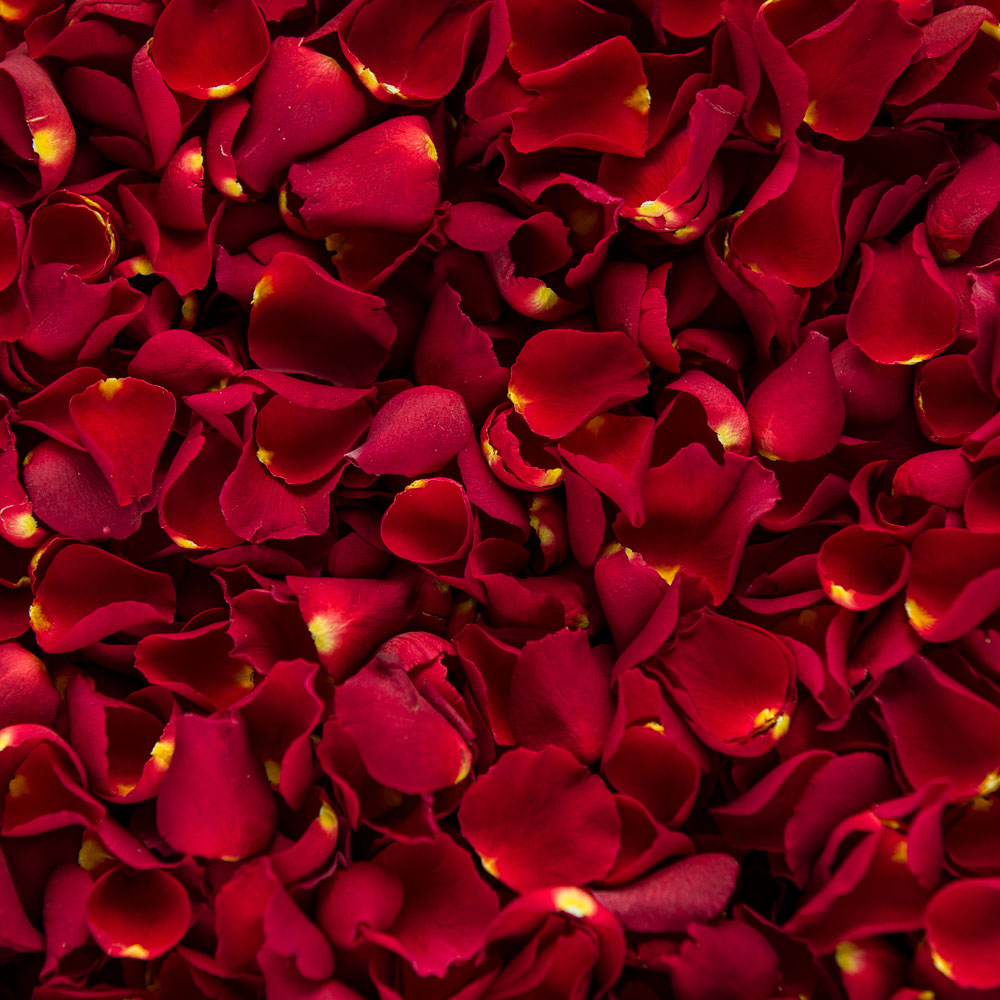 Dark Red Wedding Decor, Black Rose Petals, Flower Petals, Wedding